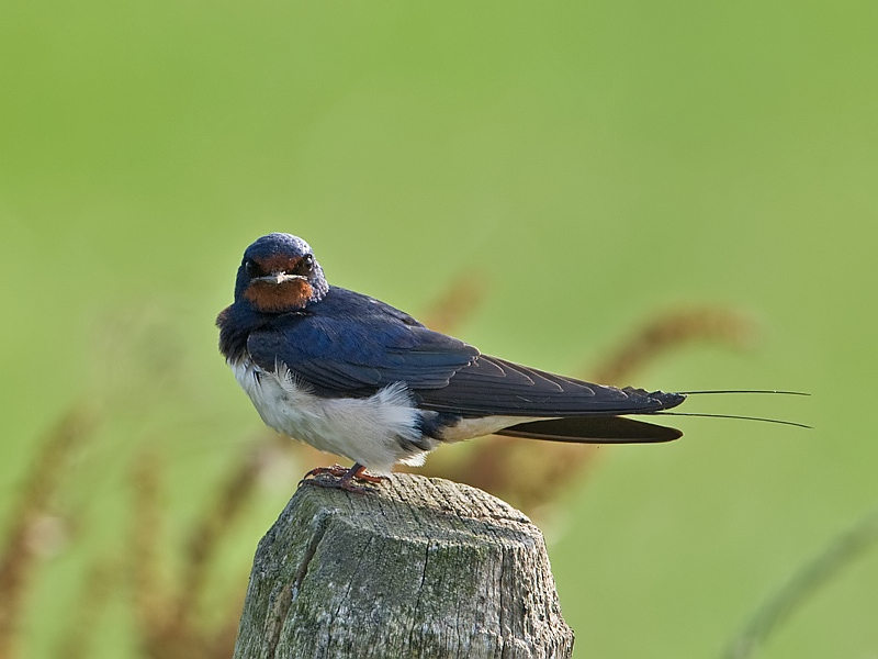 Hirundo rustica Boerenzwaluw Barn Swallow